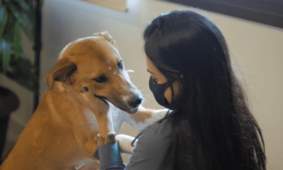 Nutrire inova em campanha com "reunião" entre tutores e pets