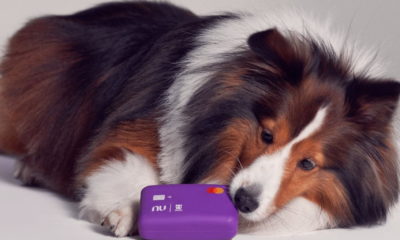 Nubank e Zee.Dog lançam cartão de brinquedo para cachorros